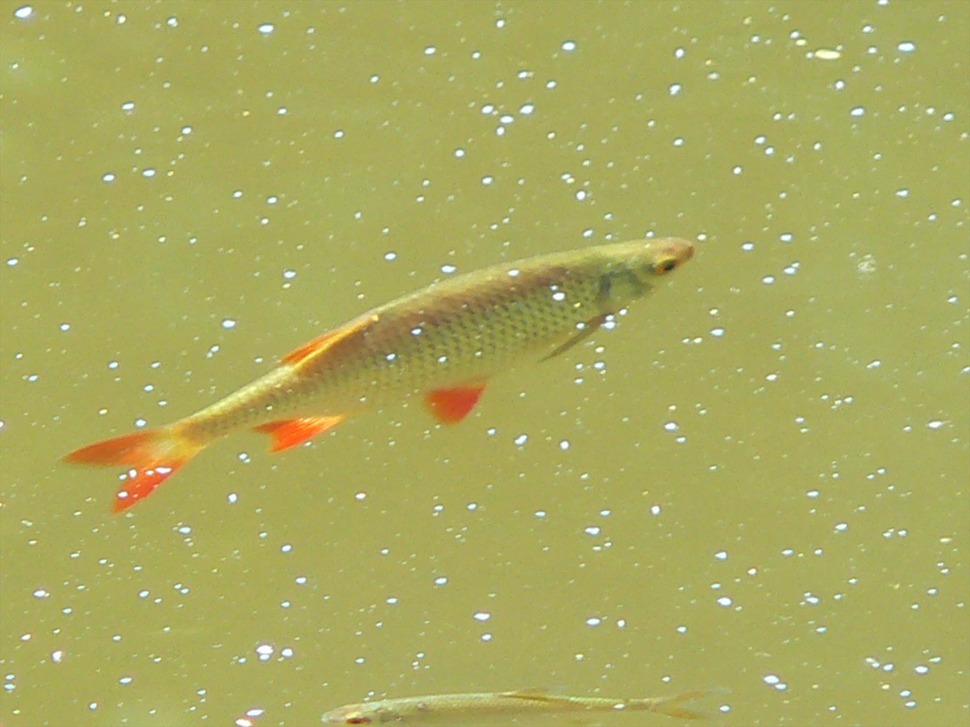 Crapi salbatici si alti pesti - p1030436.JPG